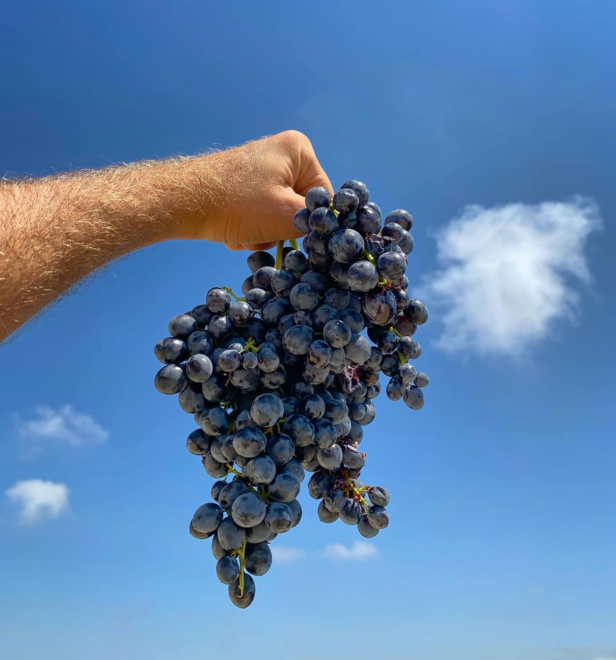 Il nostro Nero D'Avola