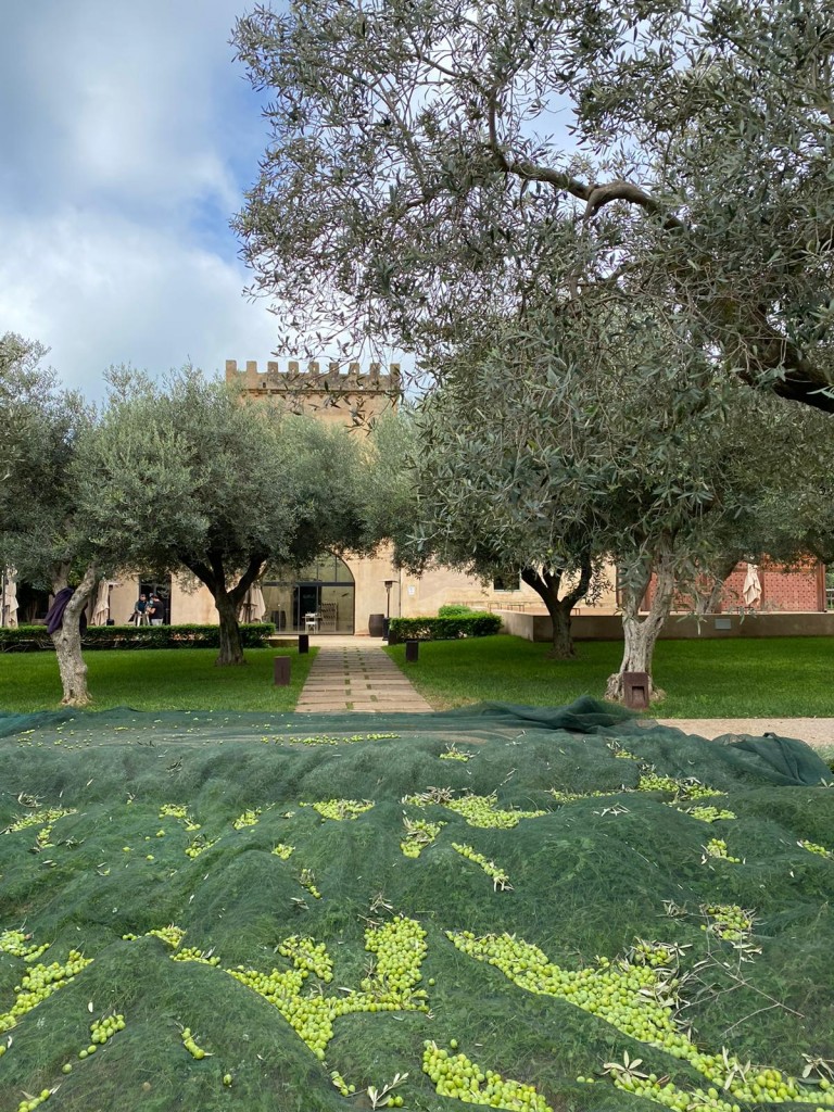 I teli verdi tipici della raccolta delle olive