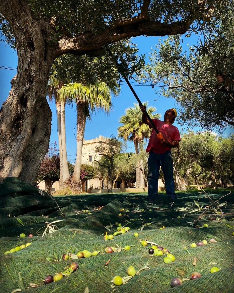 Le olive vengono raccolte 